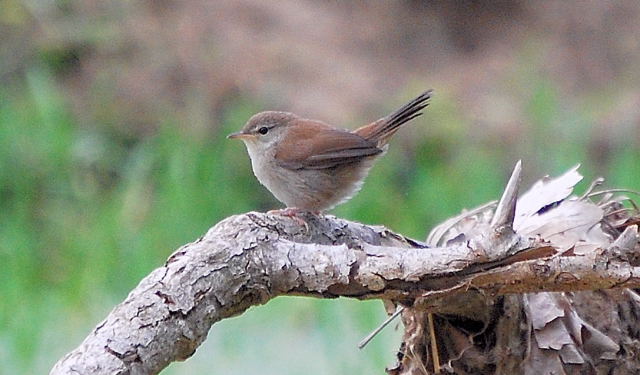 Rossinyol bord (Cettia cetti)