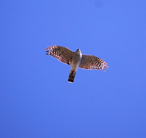 Esparver vulgar (Accipiter nisus)