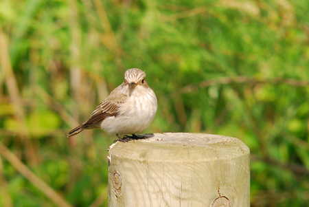 Papamosques gris (Muscicapa striata)