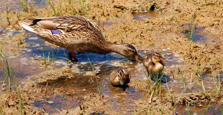 Familia d'ànec collverd (Anas platyrhynchos)