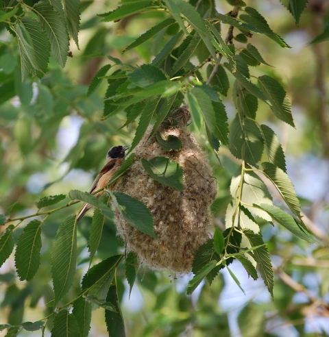 Teixidor (Remiz pendulinus)