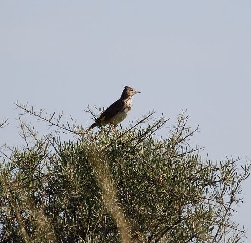 Cogullada fosca ( Galerida theklae )