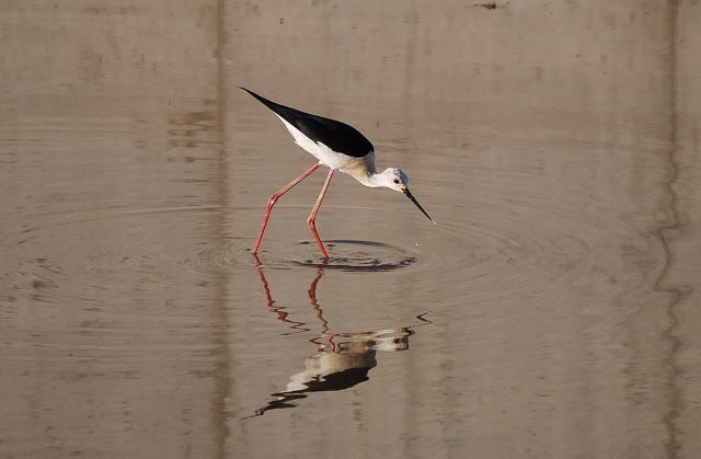 Cames llargues (Himantopus himantopus)