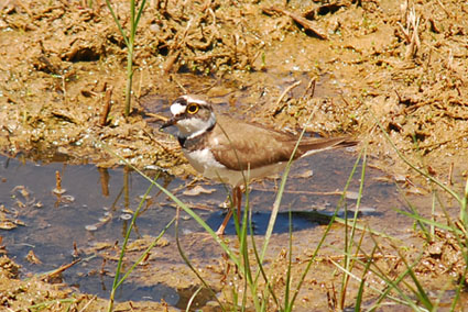 Corriol petit (Charadrius dubios)