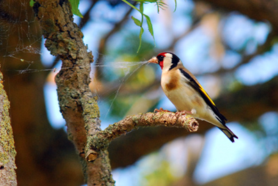 Cadernera (Carduelis carduelis) 2 de 3