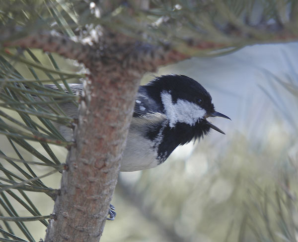 Mallerenga petita (Parus ater)