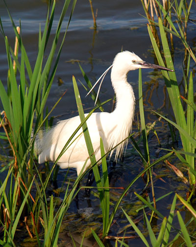 Martinet blanc (Egretta garzetta)