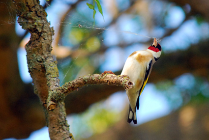 Cadernera (Carduelis carduelis) 3 de 3