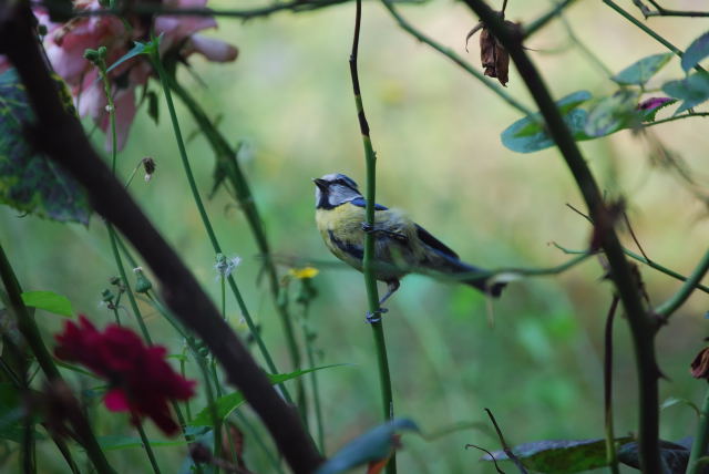 Mallerenga blava ( Parus caeruleus )