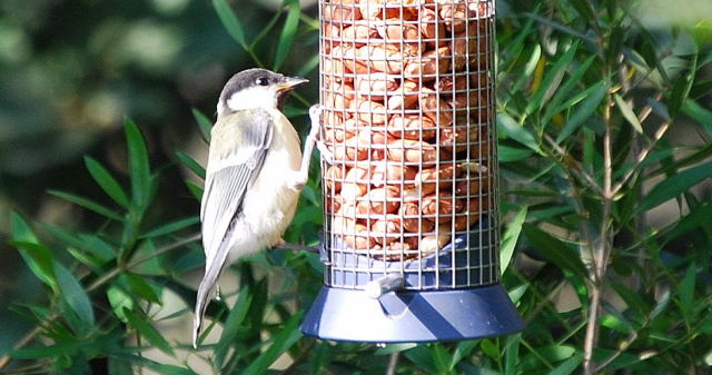 Mallerenga Carbonera Jove (Parus major)