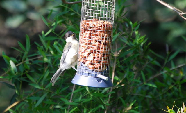 Mallerenga Carbonera  (Parus major)