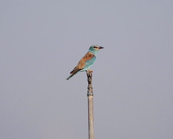 Gaig blau ( Coracias garrulus )