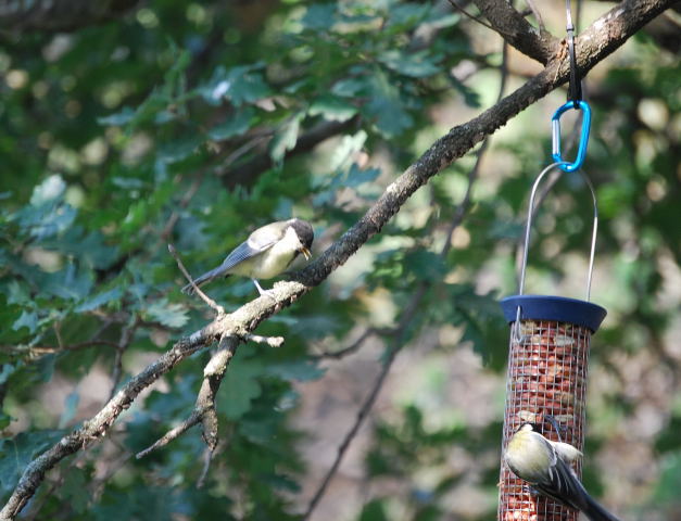 Mallerengues carboneres ( Parus major )