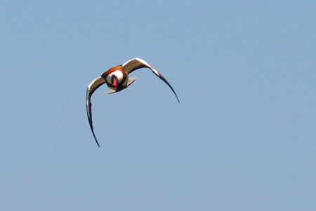 Anec blanc (Tadorna tadorna)