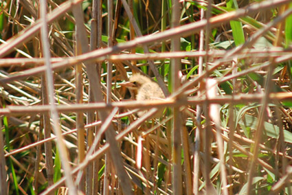 Martinet menut (Ixobrychus minutus)  2 de 4