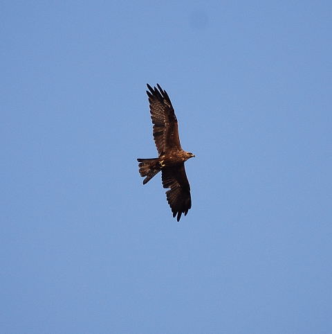 Milà negre (Milvus migrans)