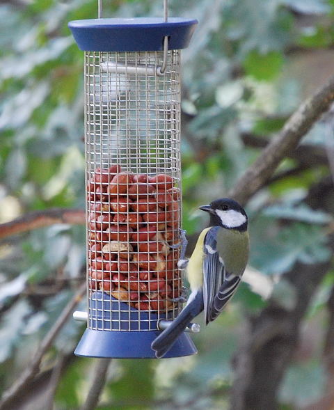 Mallerenga Carbonera  (Parus major)