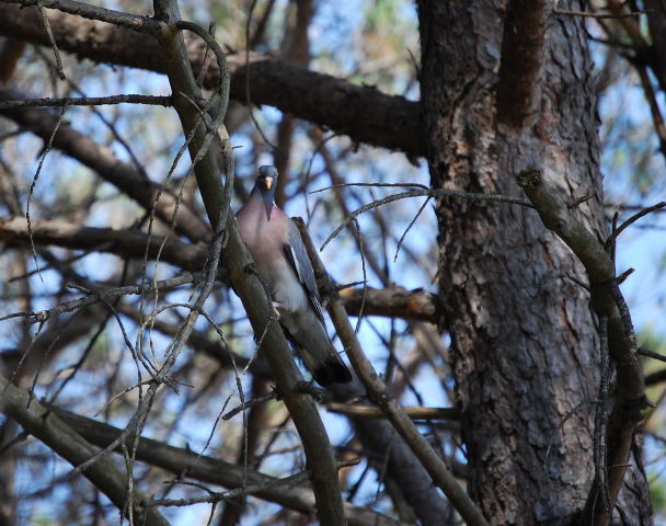 Tudó ( Columba palumbus)