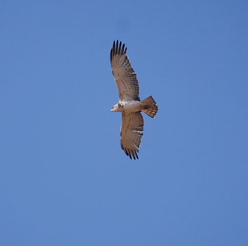 Àguila marcenca (Circaetus gallicus)