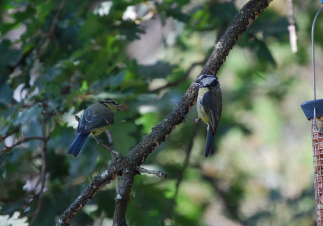 Mallerenga blava ( Parus caeruleus )