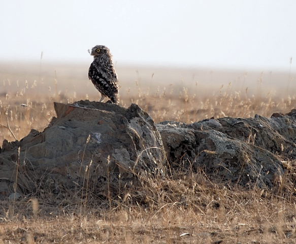 Mussol comú (Athene noctua)