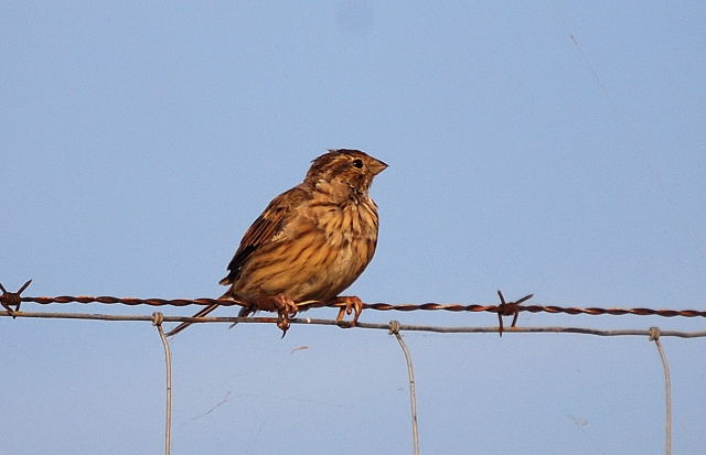 Cruixidell (Enberiza calandra)