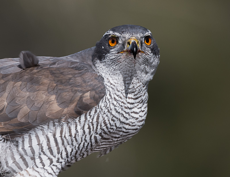 Astor  (Accipiter gentilis)