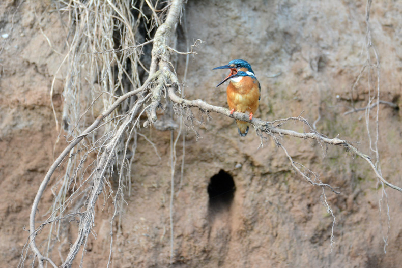 BLAUET AL RIU RIPOLL