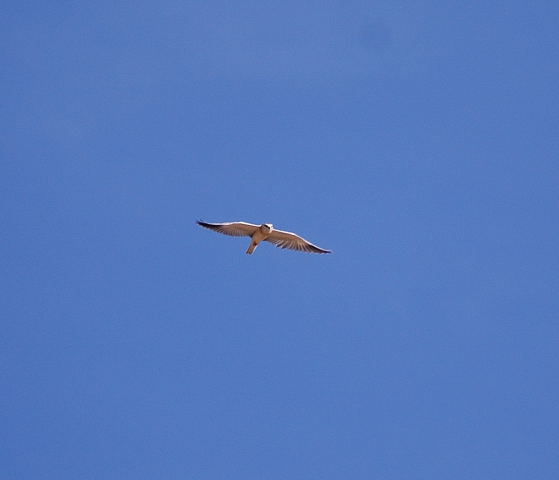 Esparver d'espatlles negres  2/2 (Elanus caeruleus)