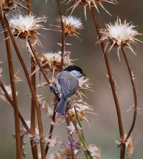 Mallerenga d'aigua (Parus palustris)