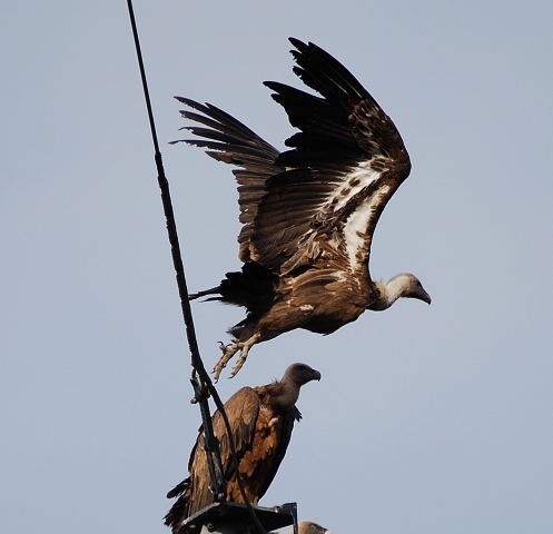 Voltor comú (Gyps fulvus)