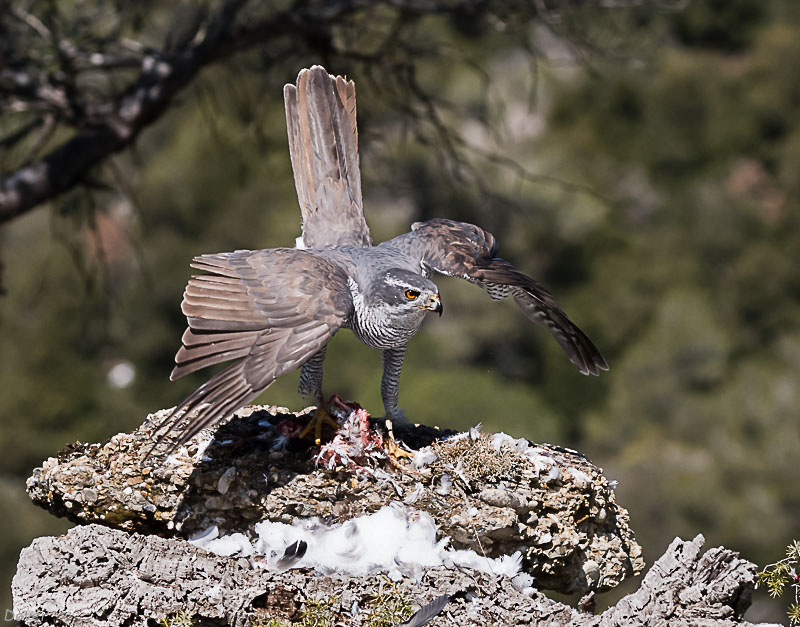 Astor  (Accipiter gentilis)