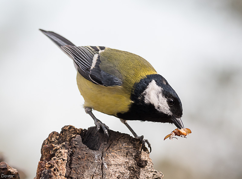 Mallerenga carbonera  (Parus mayor