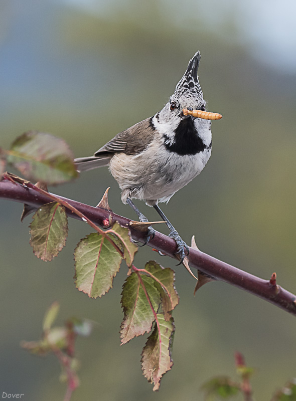 Mallerenga emplomallada   (Parus cristatus)