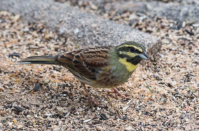 Gratapalles  (Emberiza cirlus)