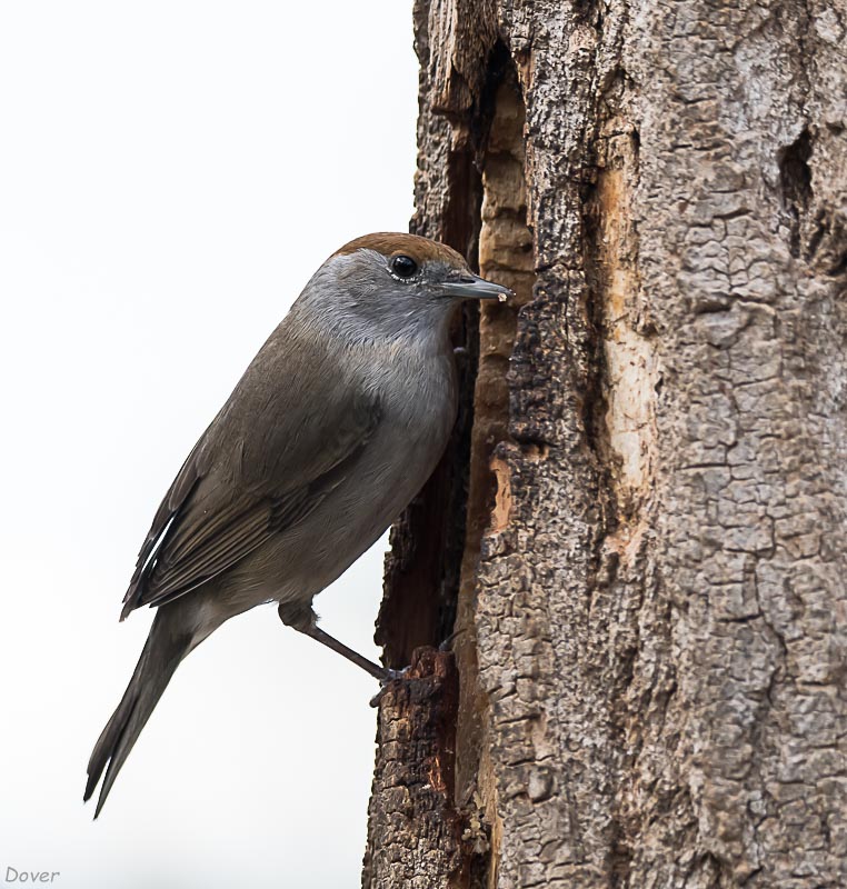 Tallarol de casquet   (Sylvia atricapilla)