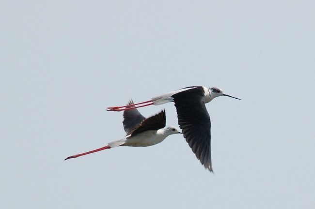 En vuelo