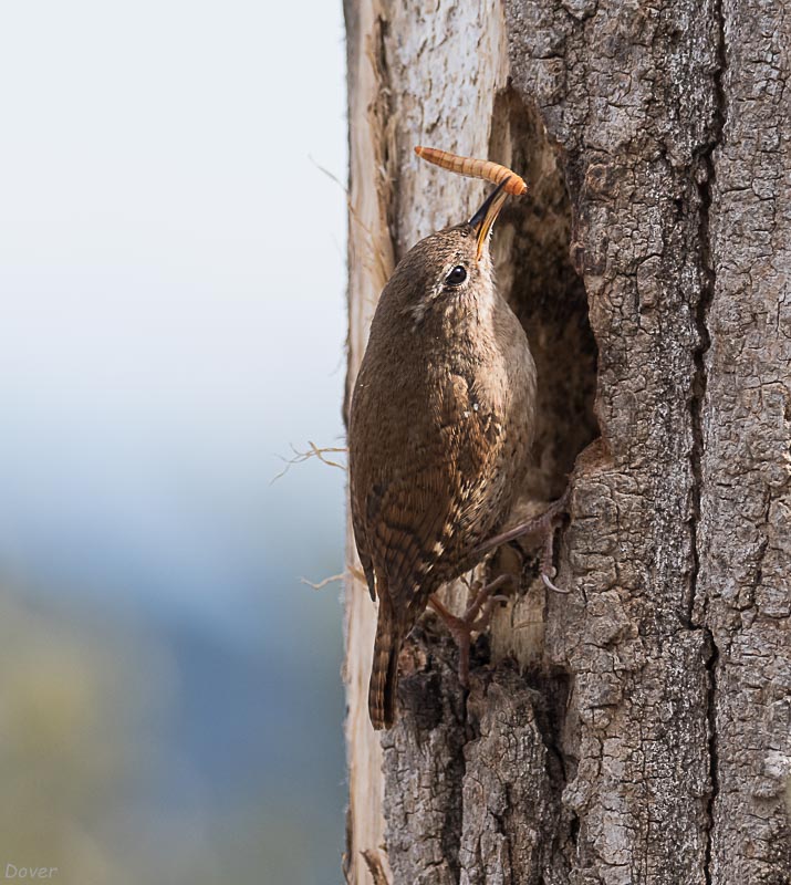 Cargolet  (Troglodytes troglodytes)