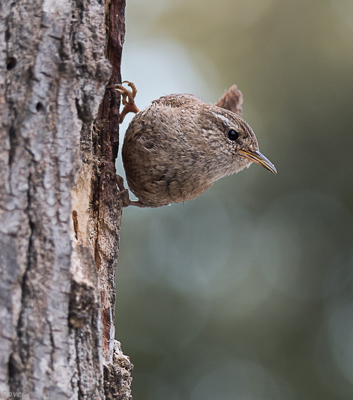 Cargolet  (Troglodytes troglodytes)