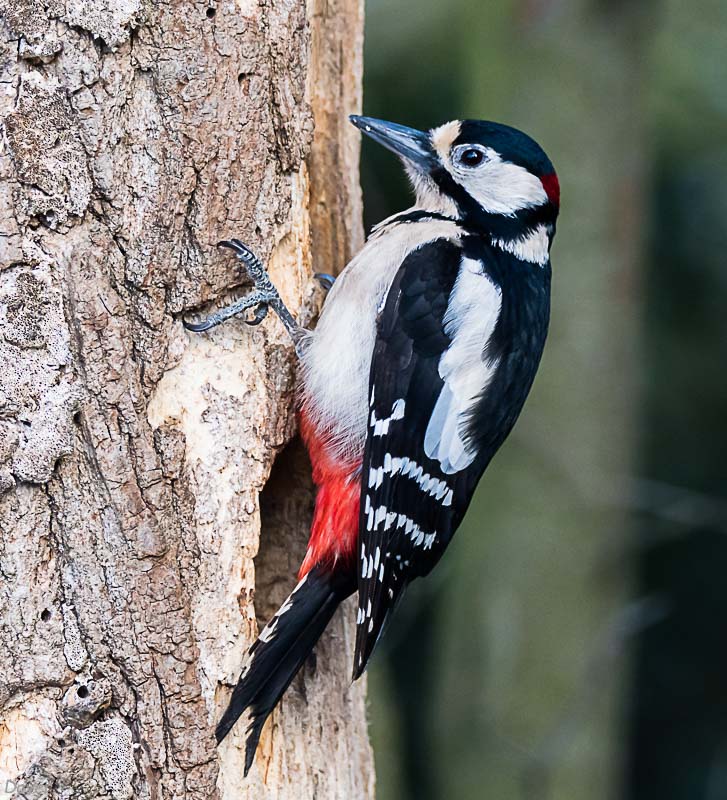 Picot garser gros (Dendrocopos major)