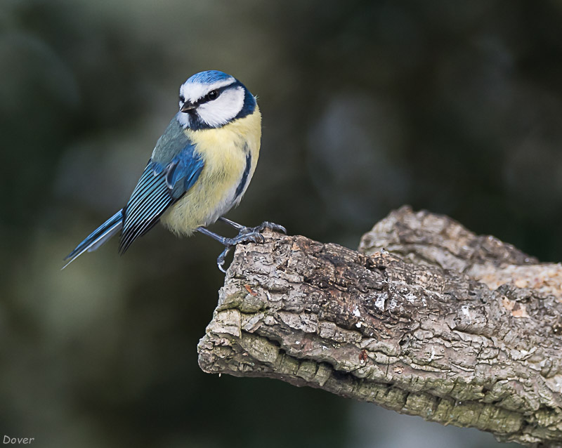 Mallerenga blava  (Parus caeruleus)