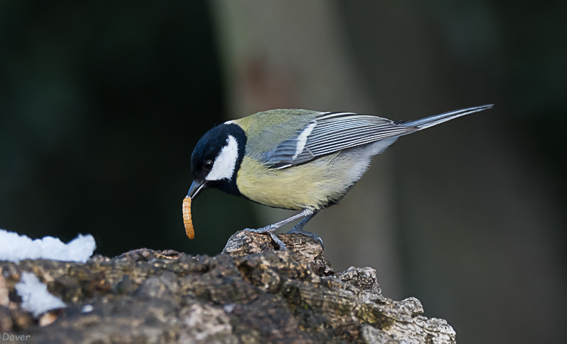 Mallerenga carbonera   (Parus mayor)