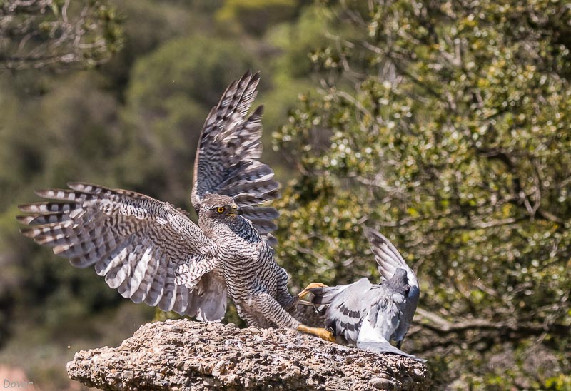 Astor (Accipiter gentilis)