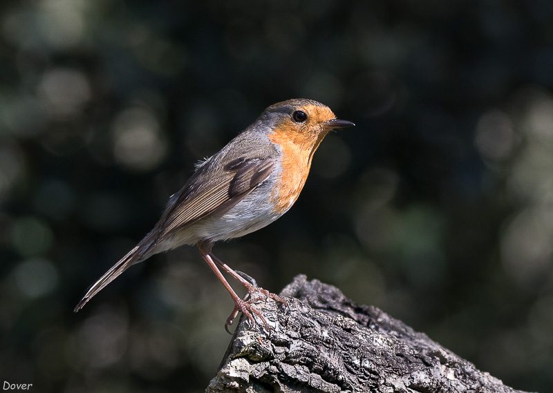 Pit-roig  (Erithacus rubecula)