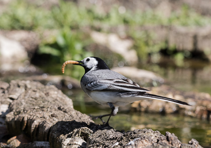 Cuereta blanca vulgar  ( Motacilla alba)