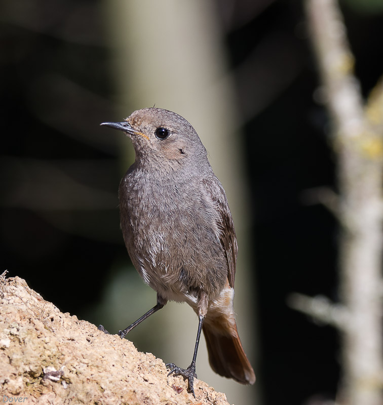 Cotxa fumada (Phoenicurus ochruros)