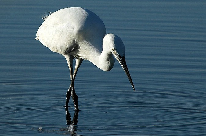 Garça branca pequena - Egretta garzetta