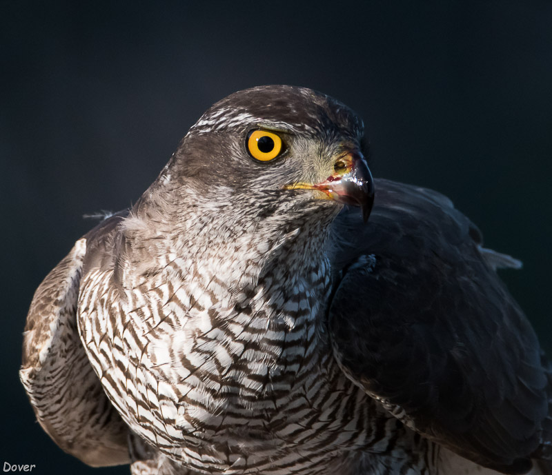 Astor (Accipiter gentilis)