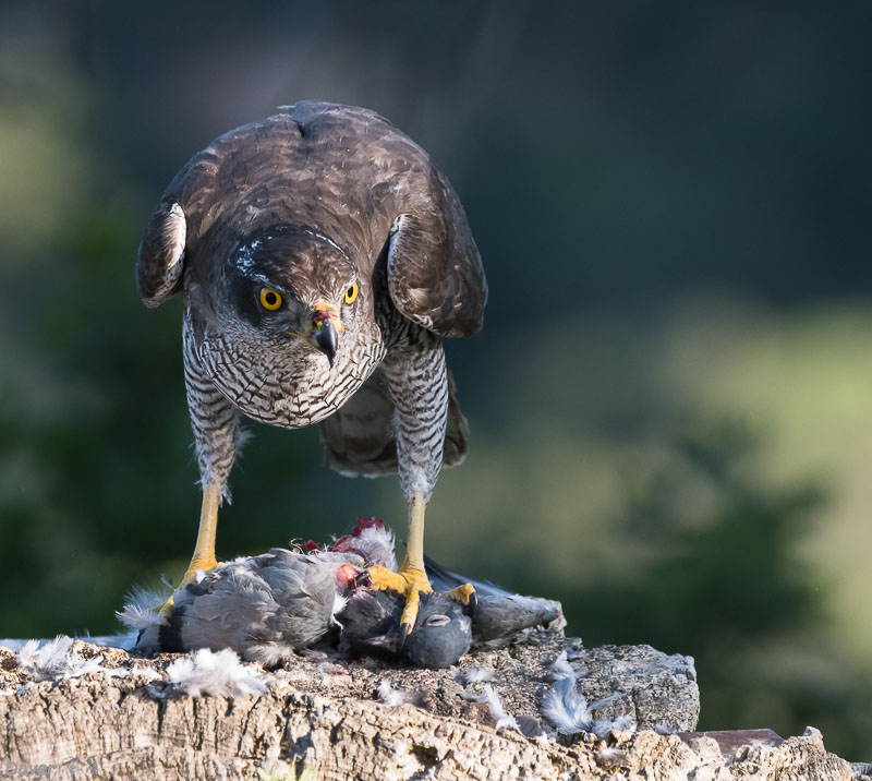 Astor (Accipiter gentilis)