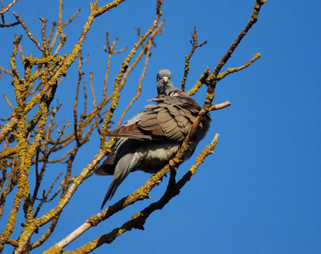 Paloma torcaz ( columba palumbus)